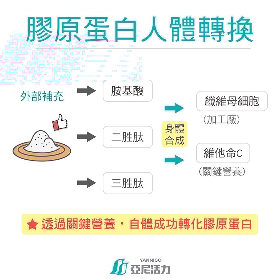 膠原蛋白轉換形式